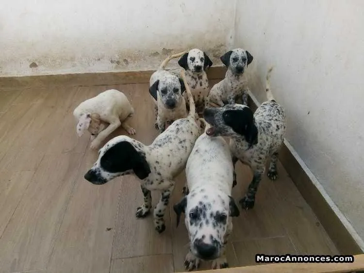Vente chiots dalmatiens - الدار البيضاء