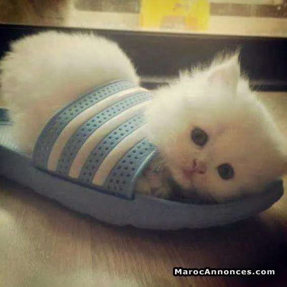 Chaton angora turc - الدار البيضاء