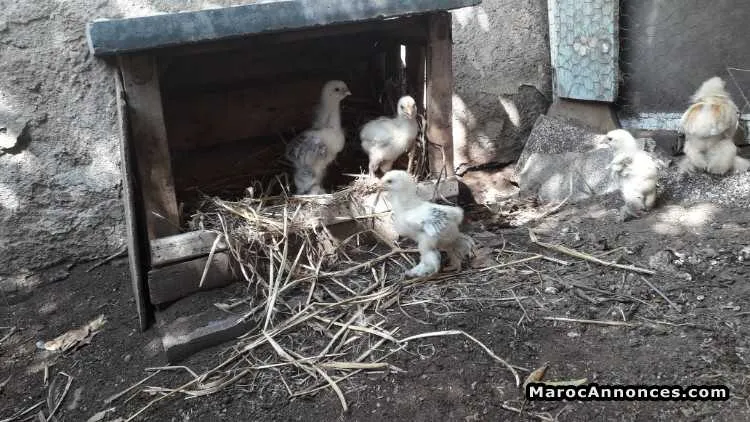 Coq géant  à vendre - الدار البيضاء