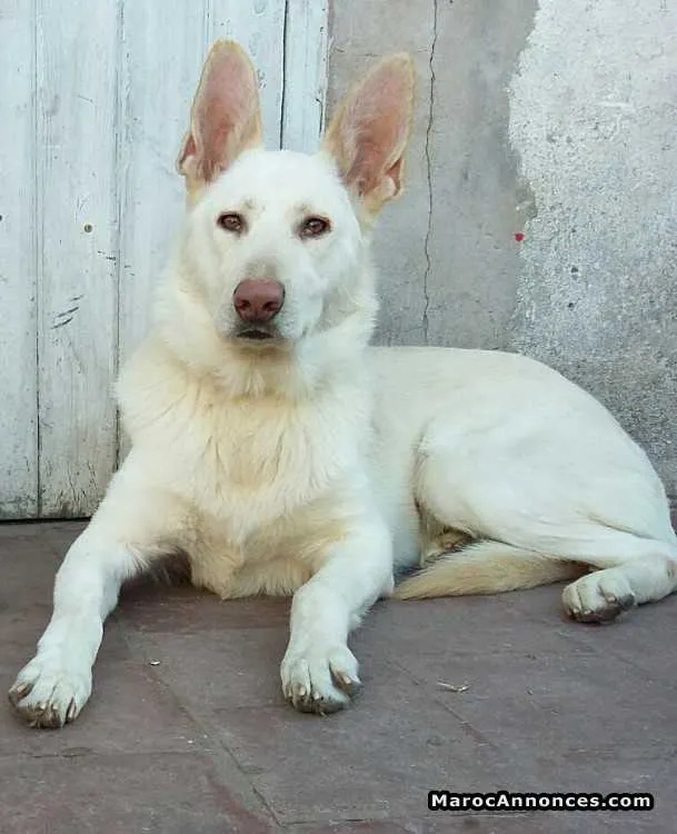 Chien berger suiss  à vendre - الدار البيضاء (3)