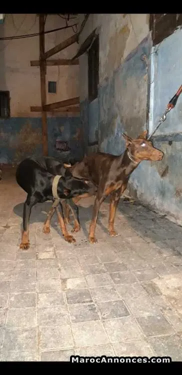 Chiots doberman - الدار البيضاء