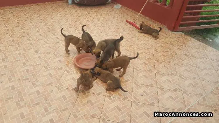 Animaux a vendre - الجديدة (3)