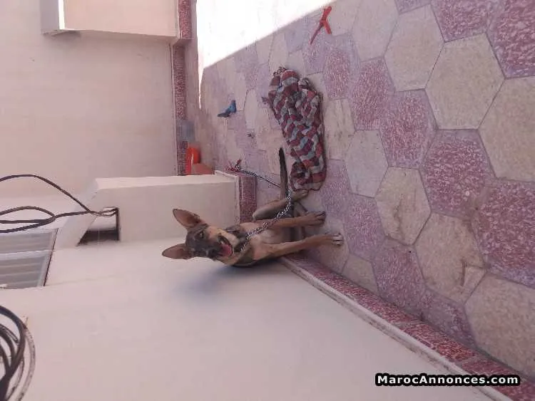 Malinois belg 2 mois et demi - وجدة (2)