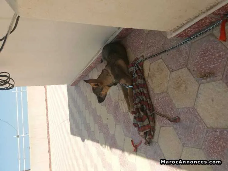Malinois belg 2 mois et demi - وجدة