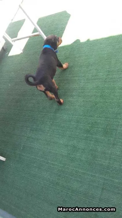 Rottweiler pedigree aleman - الدار البيضاء