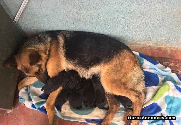 Chiots berger allemand - الرباط (2)