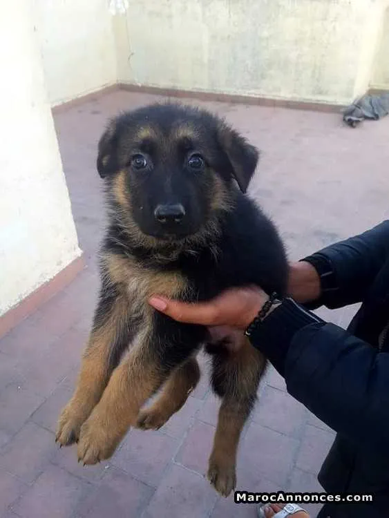 Chiots berger allemand - الرباط