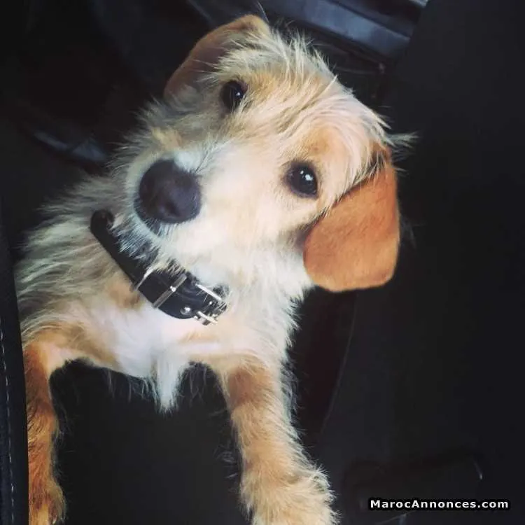 Chien jack russel - الدار البيضاء