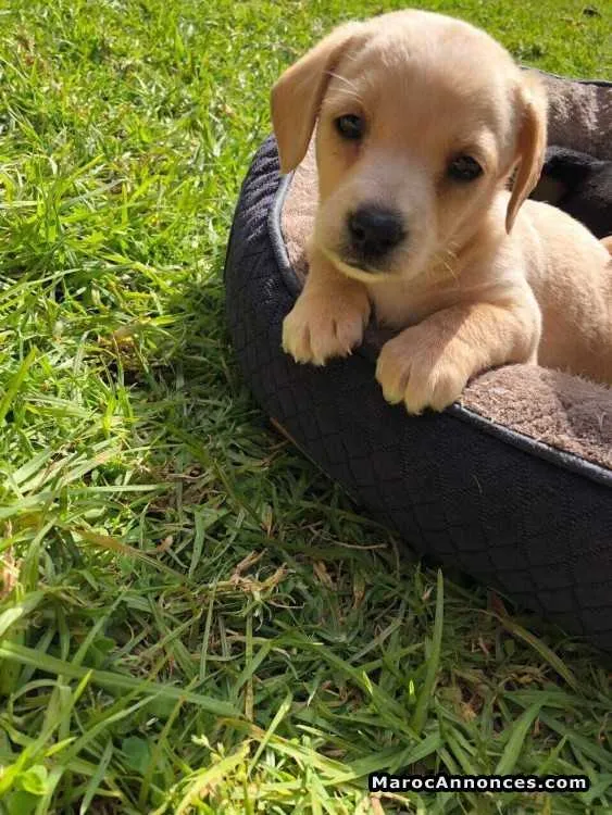 Chien jack russel - الدار البيضاء (2)
