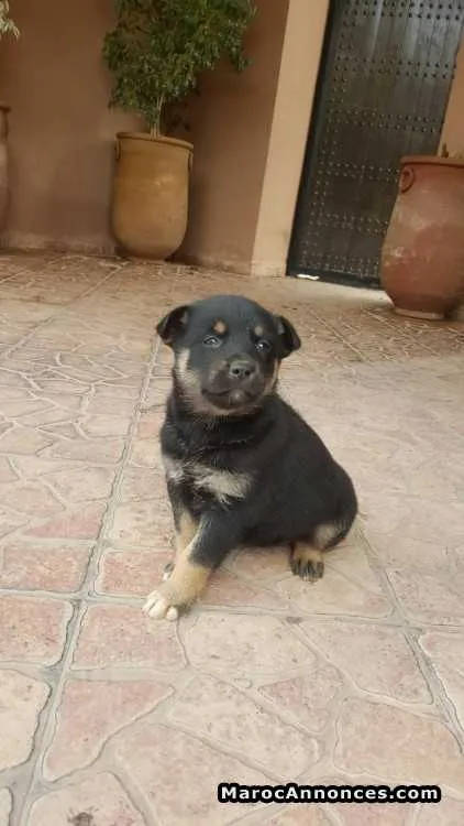 Rott croisé à vendre - مراكش (3)