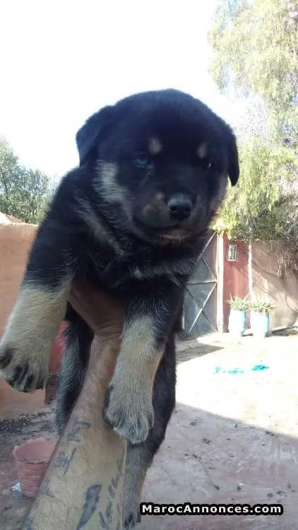 Rott croisé à vendre - مراكش