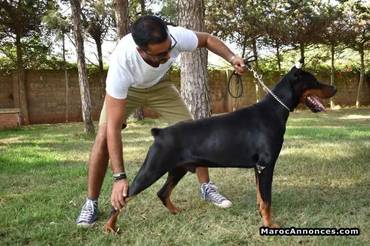 Chiot doberman avec pedigree - الرباط