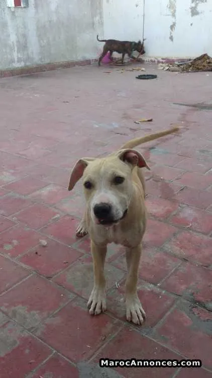 Chiot male stafxpit à vendre - الجديدة