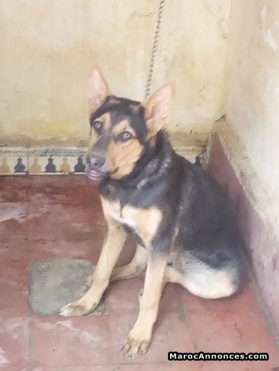 à vendre chienne berger female a khemisset - الخميسات