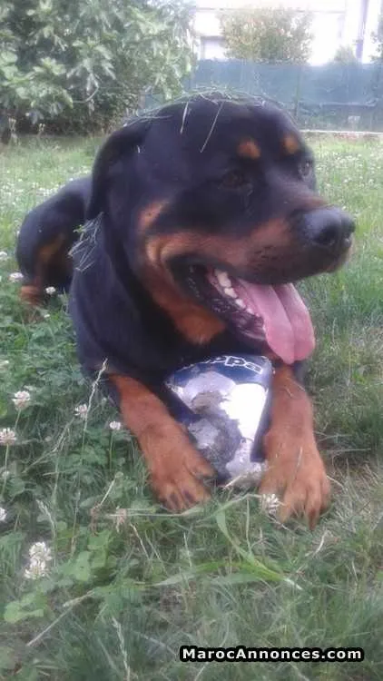 Rottweiler - سلا (2)