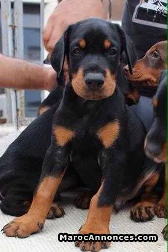 Chien chiot doberman pedigree - الرباط