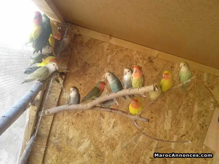 Oiseaux à vendre - الدار البيضاء