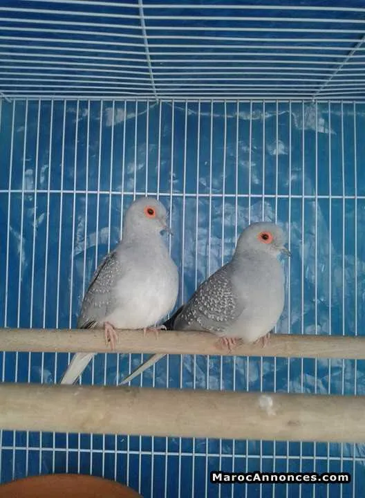 Oiseaux à vendre - الدار البيضاء (2)