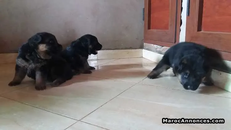 Chiots berger allemand - الرباط