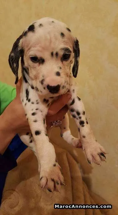 Dalmatiens - مراكش (3)