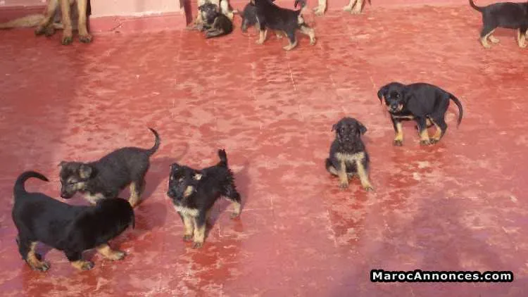 Chiots berger allemand - الرباط