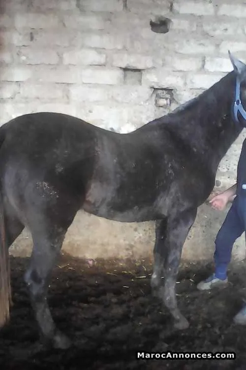 Cheval  cheval - مراكش (2)