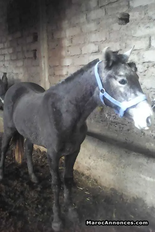 Cheval  cheval - مراكش (3)