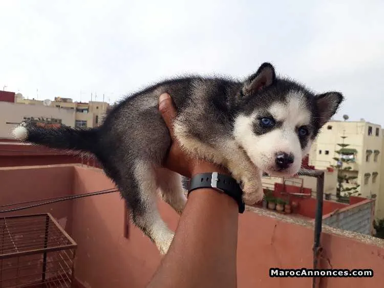 Chiots husky seberien - الرباط