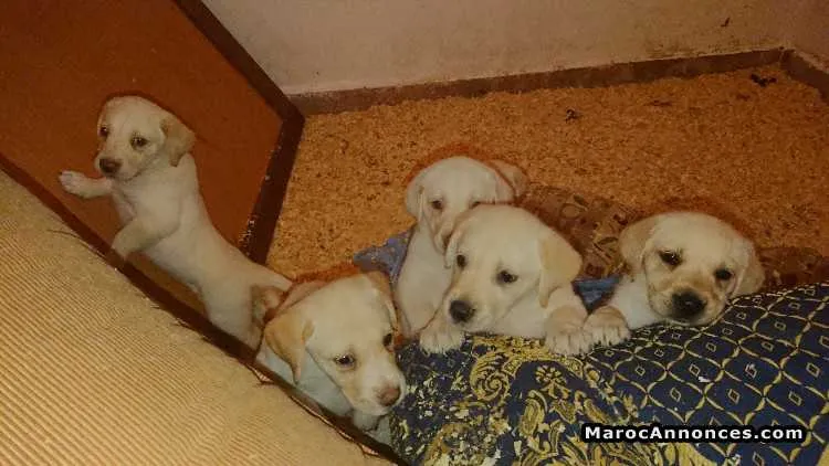 Chiot labrador - الدار البيضاء
