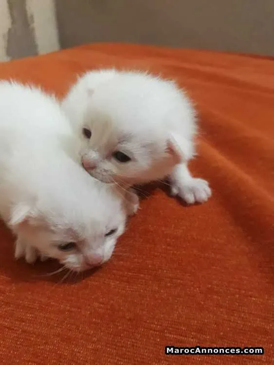 Bébé chat ciamo - المحمدية