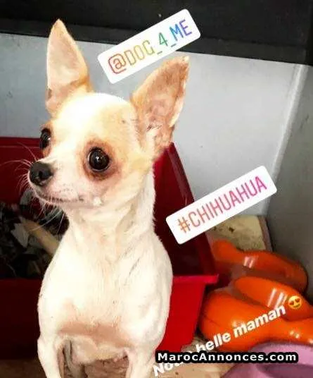 Chihuahua chiot - الجديدة (2)