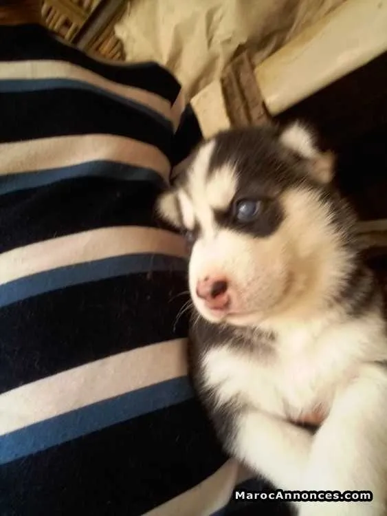 Chiots husky seberien - الرباط