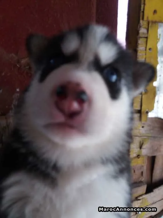 Chiots husky seberien - الرباط (2)