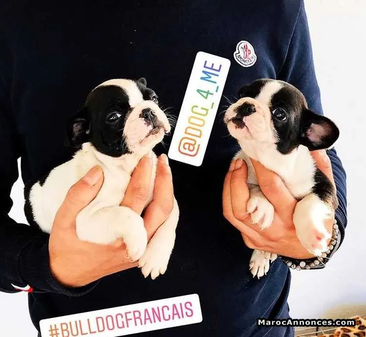 2 mâle bulldog bouledogue français - الجديدة