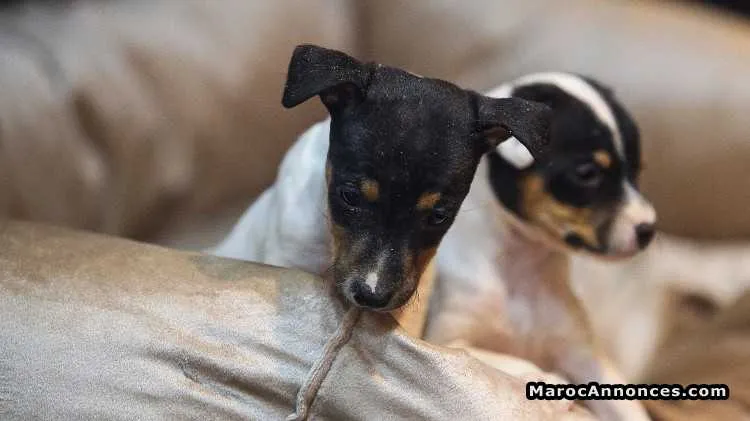 Chiots jack russele pur race importé d'espagne  à vendre - الدار البيضاء (2)