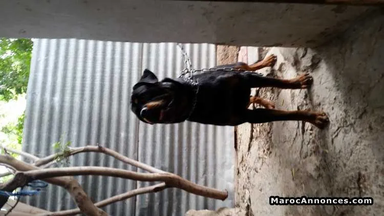petite femelle rottweiler - الدار البيضاء