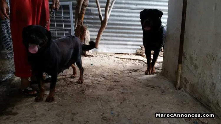 petite femelle rottweiler - الدار البيضاء (2)
