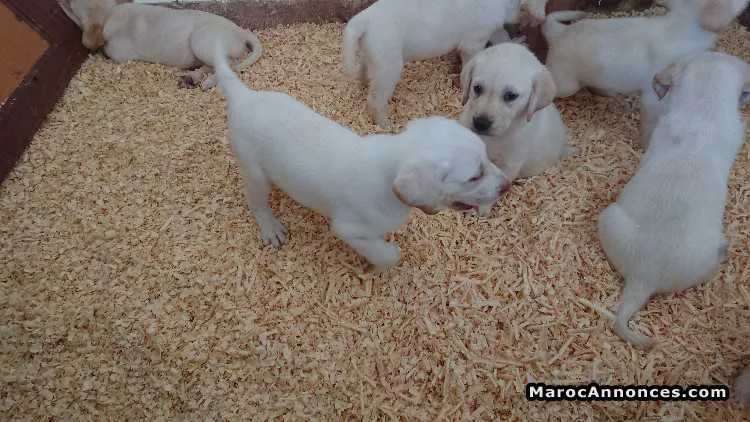 Labrador à vendre - الدار البيضاء