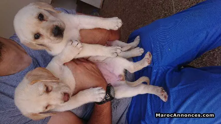 Labrador à vendre - الدار البيضاء (3)