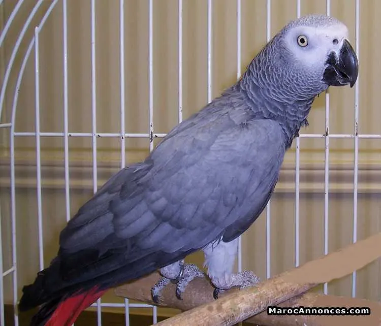 Perroquet qui parle - talking grey parrots - Tout le Maroc