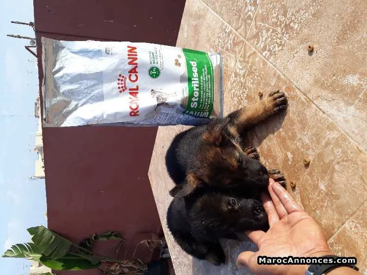 Chiots berger allemand - الرباط (2)