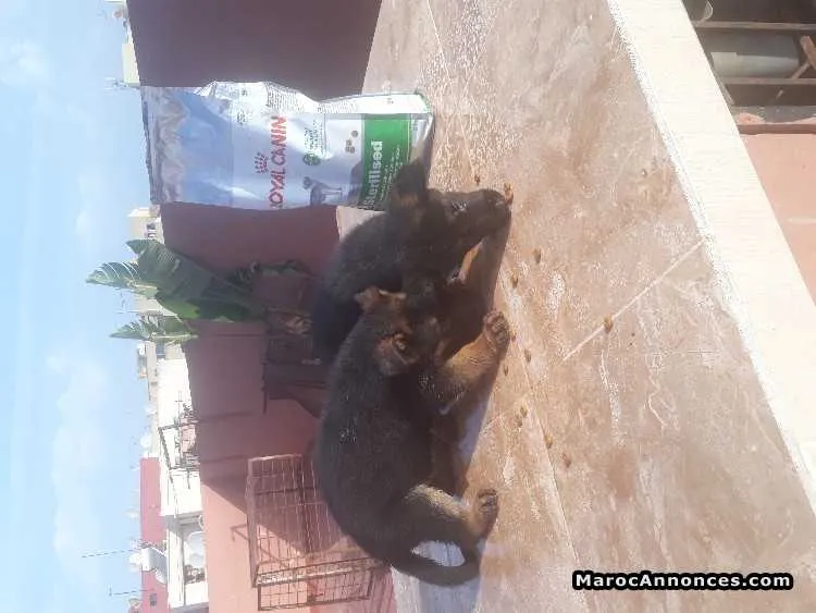 Chiots berger allemand - الرباط
