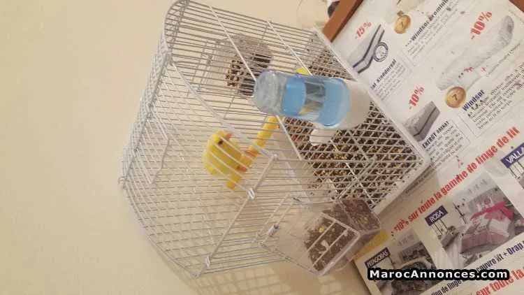Canary malinois - طنجة (2)