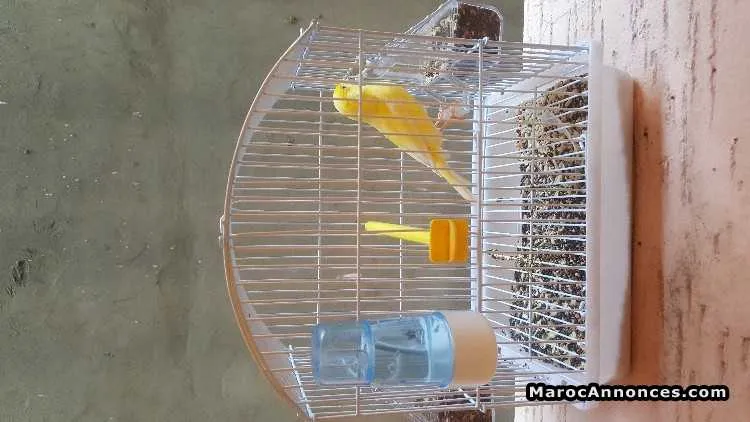 Canary malinois - طنجة