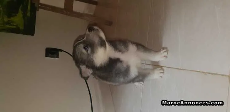 Chiots malamut d alaska - تمارة