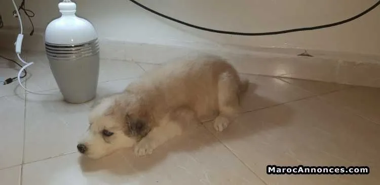 Chiots malamut d alaska - تمارة (3)