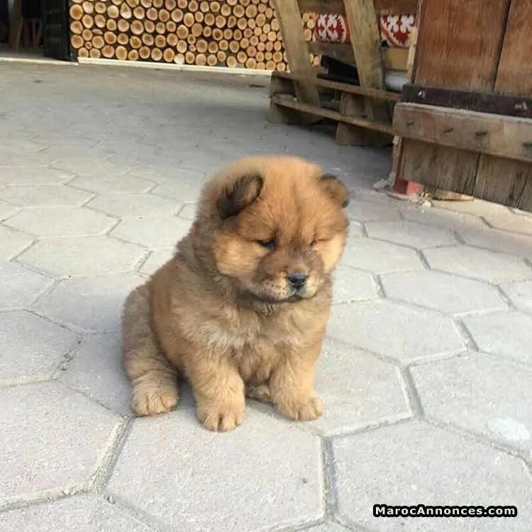 Chow chow  à vendre - الدار البيضاء (2)