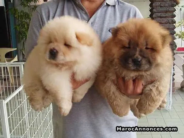 Chow chow  à vendre - الدار البيضاء