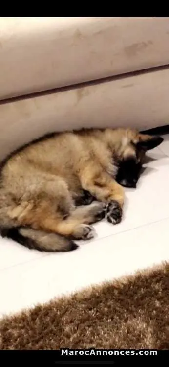 Chiot berger allemand poil long - الدار البيضاء (3)