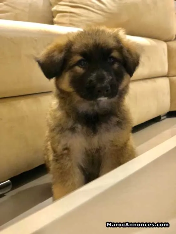 Chiot berger allemand poil long - الدار البيضاء